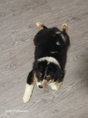 Mini Aussie Puppy (Mulino)63842372891265124