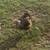 Chocolate Silver Laced Orpington Roosters 1 thumbnail