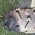Spare Rear Tire and Wheel off a Yamaha ATV 4 Wheeler 4 thumbnail