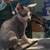 Spynx kittens 3 thumbnail