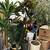 Moving sale furniture plants snow blower luxury bags 13 thumbnail
