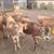 Jersey steers 3 thumbnail