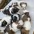 Shih Tzu 14 thumbnail