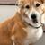 Pet care pampered pets 9 thumbnail