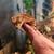 Crested gecko 3 thumbnail