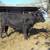 For Sale;   Reg  Gelbvieh   Bulls 2 thumbnail