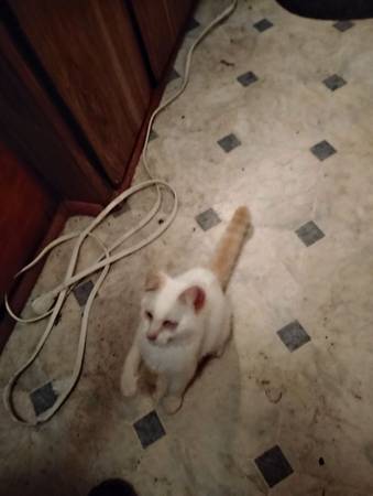 Flame point kitten with blue eyes to rehome 1