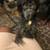 ""Dog Has Been Missing Since Sat 27th"" 1 thumbnail