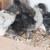 Olive Egger Chicks 7 thumbnail
