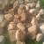 BOULDER LANDSCAPING ROCKS 1 thumbnail