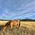 Tennessee Walker Gelding 3 thumbnail