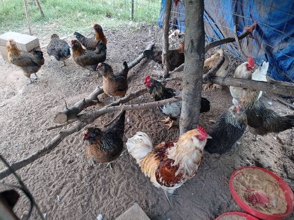 Chicken 1