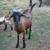 Goats 3 thumbnail