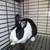 Rabbits 8 thumbnail