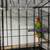 Love birds 1 thumbnail