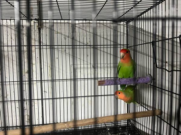 Love birds 1