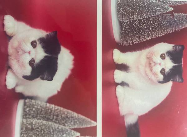 Persian cat63679359551619120