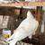 Pigeon 5 thumbnail