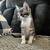Free kitties 1 thumbnail