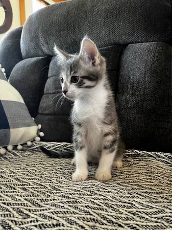 Free kitties 1