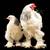 Light Brahma Chicks 2 thumbnail