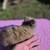 Bunnies 2 thumbnail