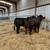 Cow makers 16 thumbnail