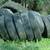 FREE OLD TRACTOR TRAILER TRUCK TIRE (SPRINGVILLE) 3 thumbnail