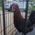 Found Chicken 2 thumbnail