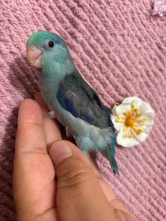 Parrotlet 1