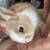 Dutch bunnies 1 thumbnail