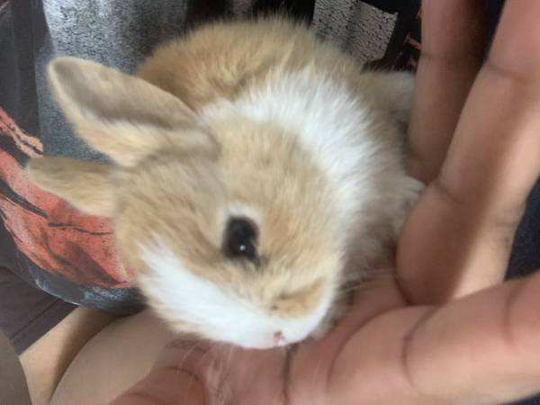 Dutch bunnies 1