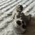 Ground squirrel 1 thumbnail