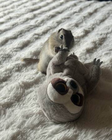 Ground squirrel 1