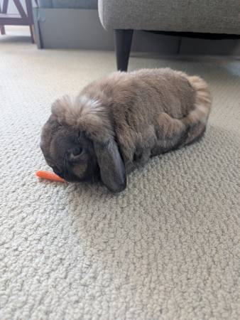 Mini-Lop Bunny Rabbit (Tierrasanta)602327155454126082