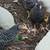 started chicks 13 thumbnail