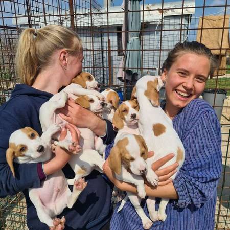 We are looking for part-time dog rescue promoters (Orlando). 1