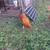 Rooster 5 thumbnail