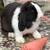 Beautiful Mini Lop Rabbits 2 thumbnail