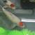 Koi Fish 7 thumbnail