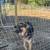 German sheperd 2 thumbnail