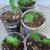 $5 Each Improved Meyer Lemon Fruit Tree Seedling Live Plant  Cash only 5 thumbnail