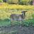 2 khatadin ewes 4 thumbnail