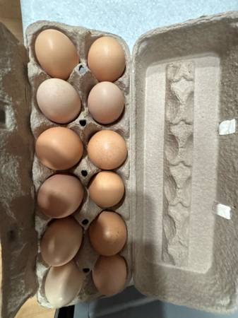 Fresh large eggs, some extra large 1