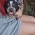 Bluetick Coonhound 10 thumbnail