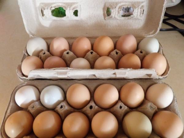 Eggs! 1