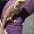 Bearded Dragon 3 thumbnail