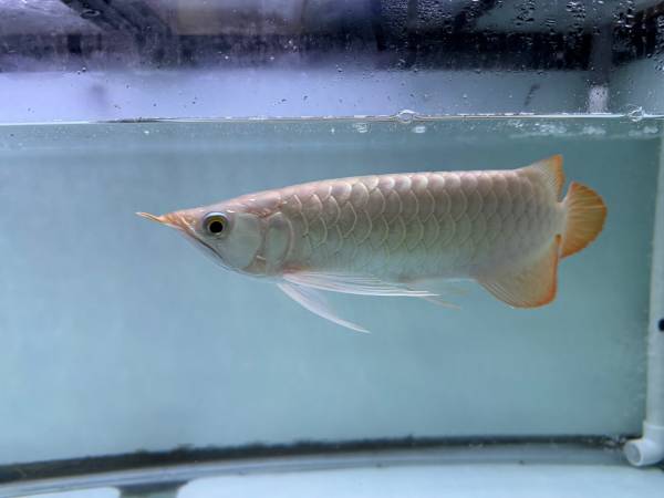 silver albino arowana 1