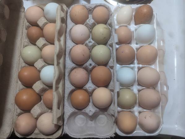 Fresh eggs 1
