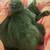 Bonded Pair needs a forever loving home 3 thumbnail